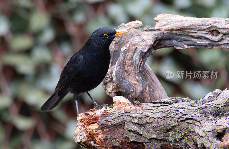 栖息在树枝上的黑鸟(Turdus merula)